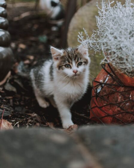 cute kitten walking on ground in yard