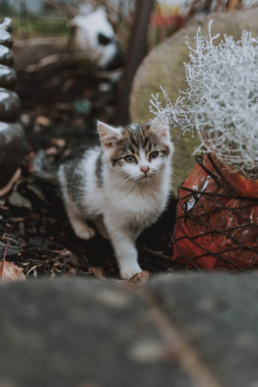 cute kitten walking on ground in yard