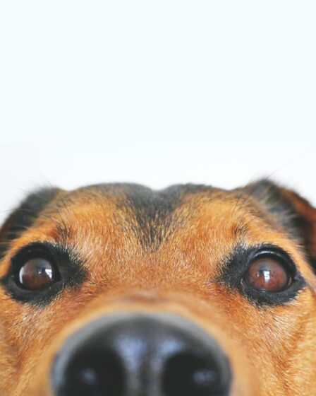 closeup photo of brown and black dog face