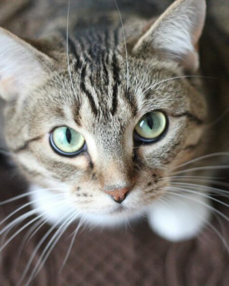 short coated gray cat