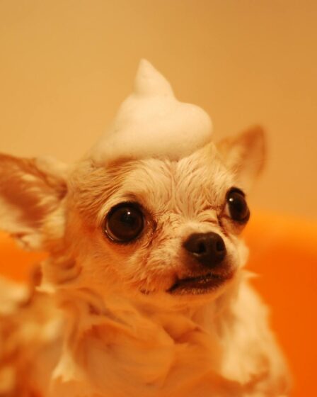 brown chihuahua