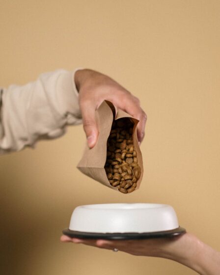 a person pouring dog food on the bowl