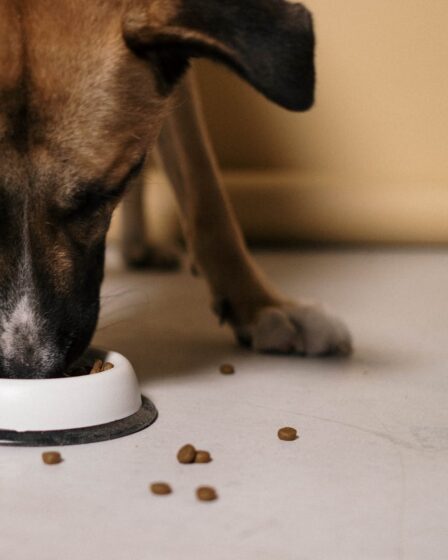 close up shot of a dog eating