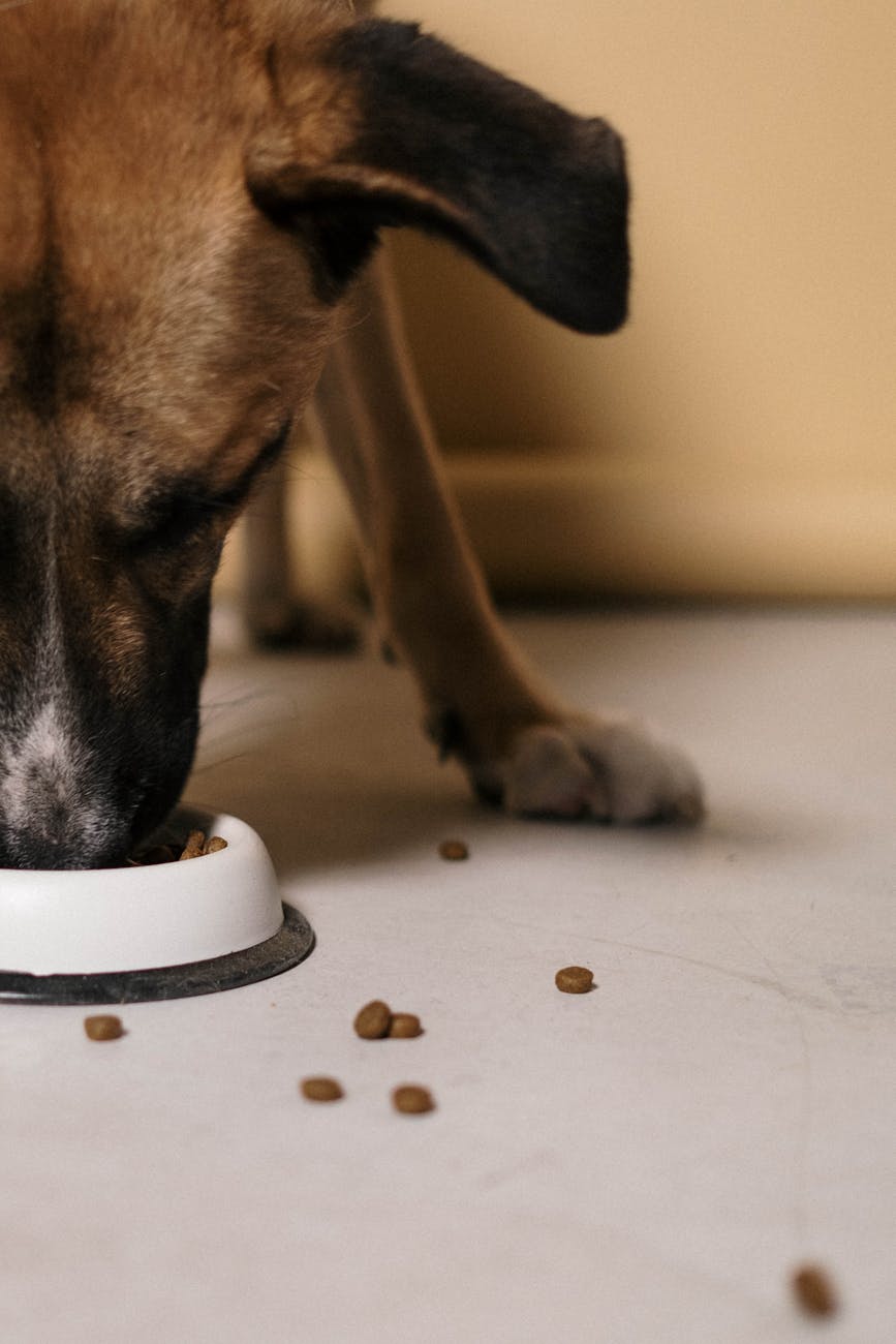close up shot of a dog eating