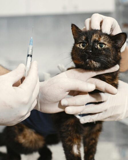 a veterinarian holding am injection for a cat