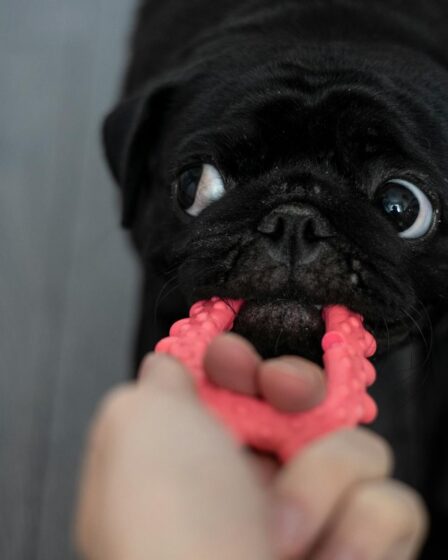 person playing with a pug