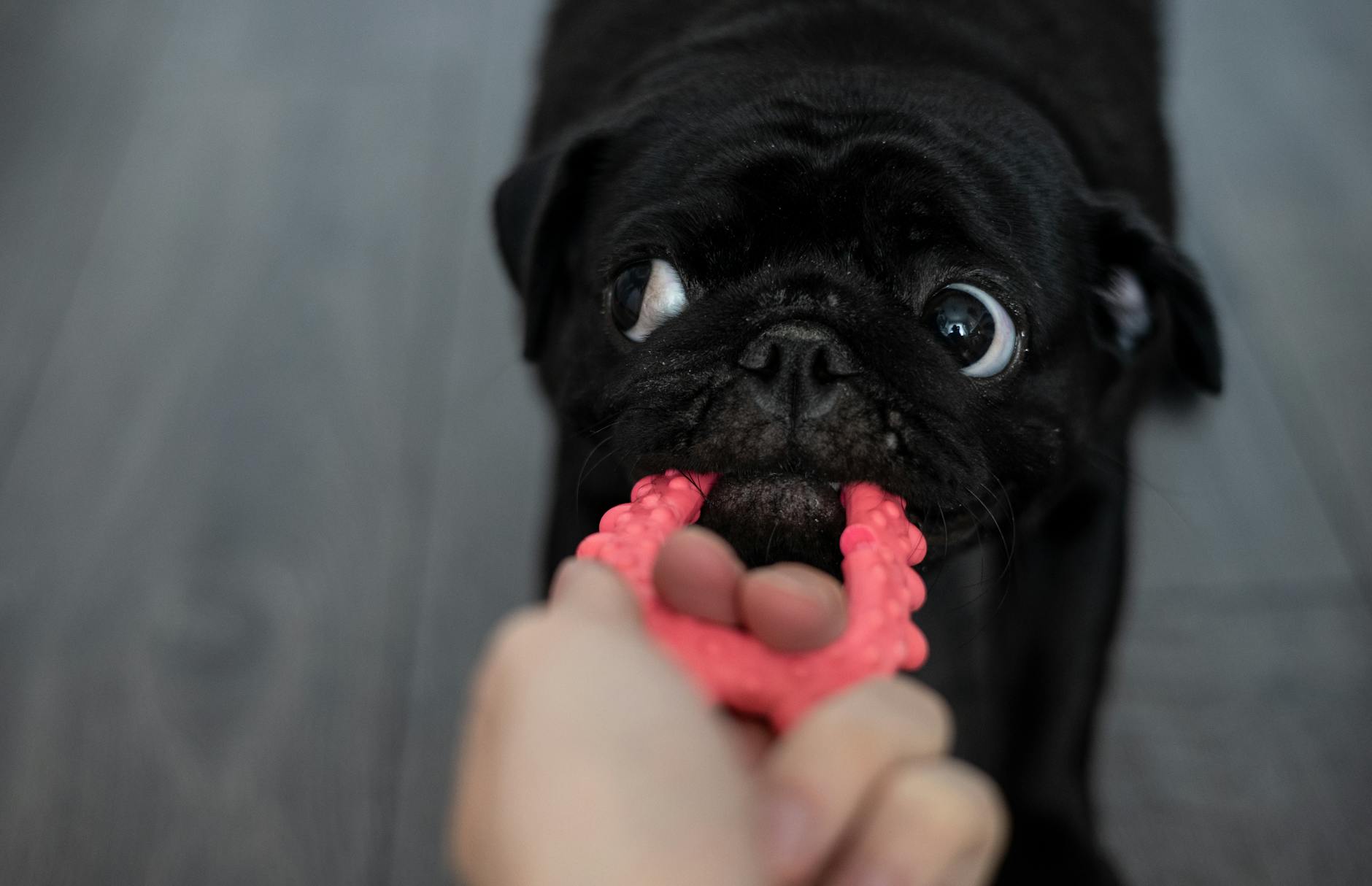 person playing with a pug