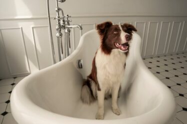 brown and white long coated dog in white bathtub