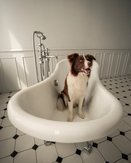 brown and white long coated dog in white bathtub