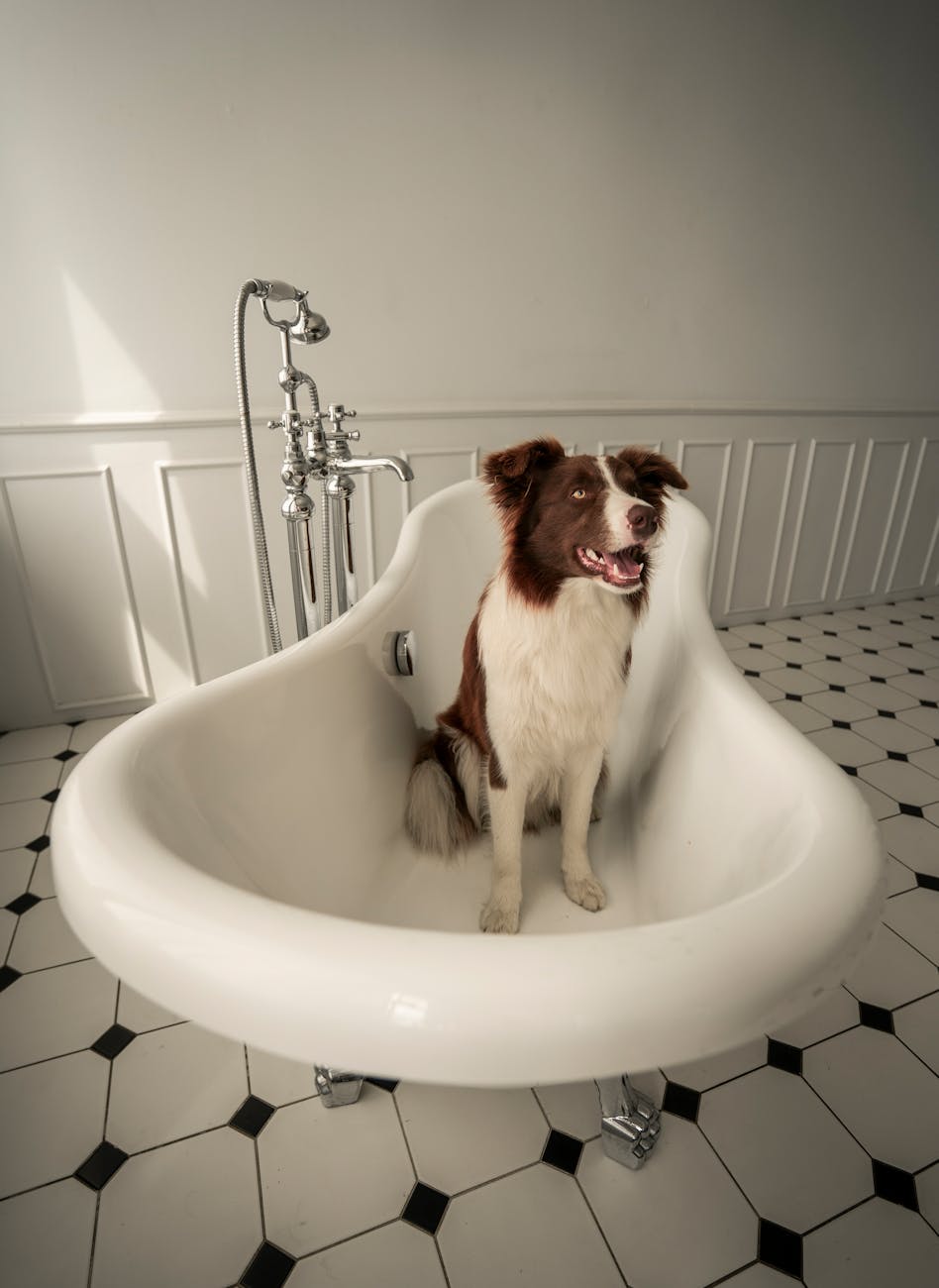 brown and white long coated dog in white bathtub