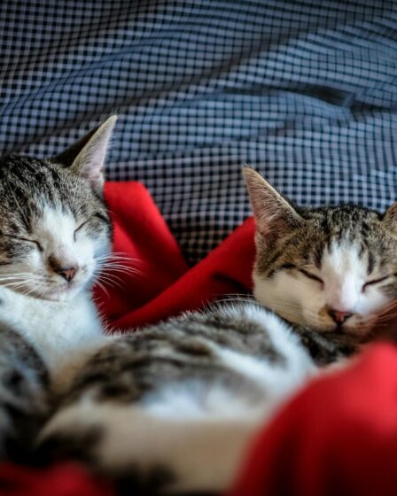 black and white tabby cats sleeping on red textile