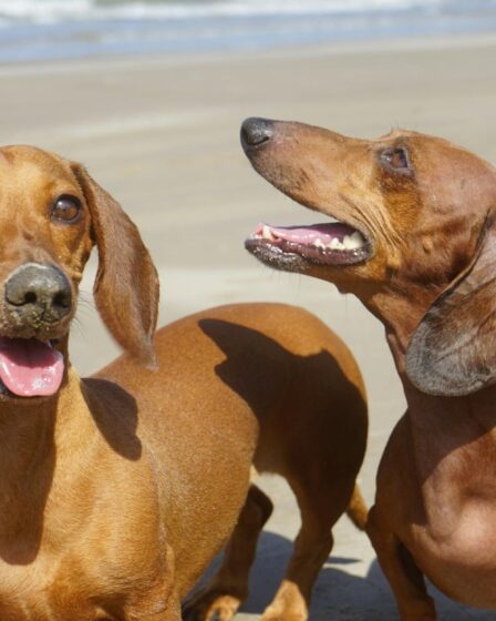 two brown dachshund