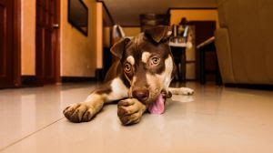 pet