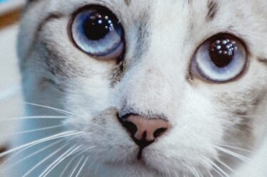 feira pet gato
