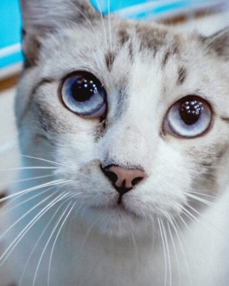 feira pet gato