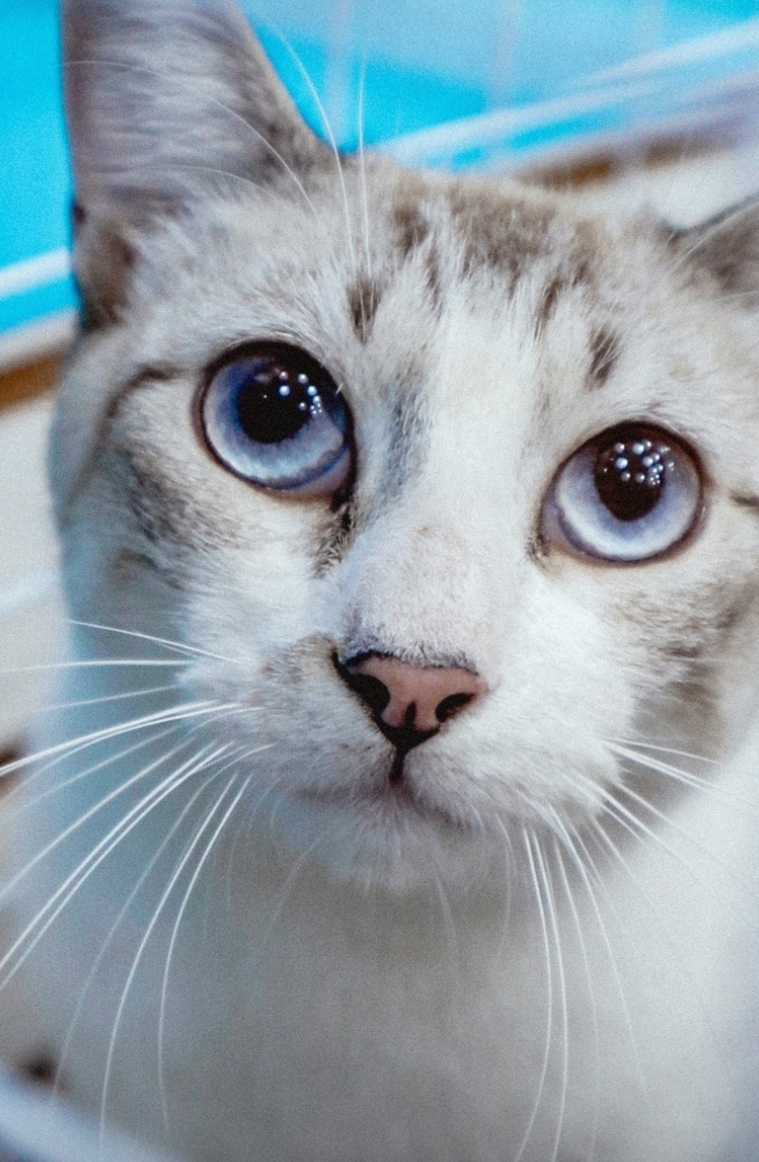 feira pet gato