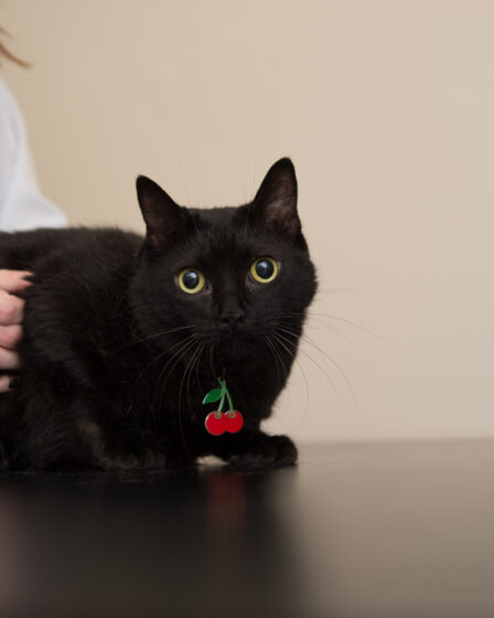 hábitos alimentares dos gatos