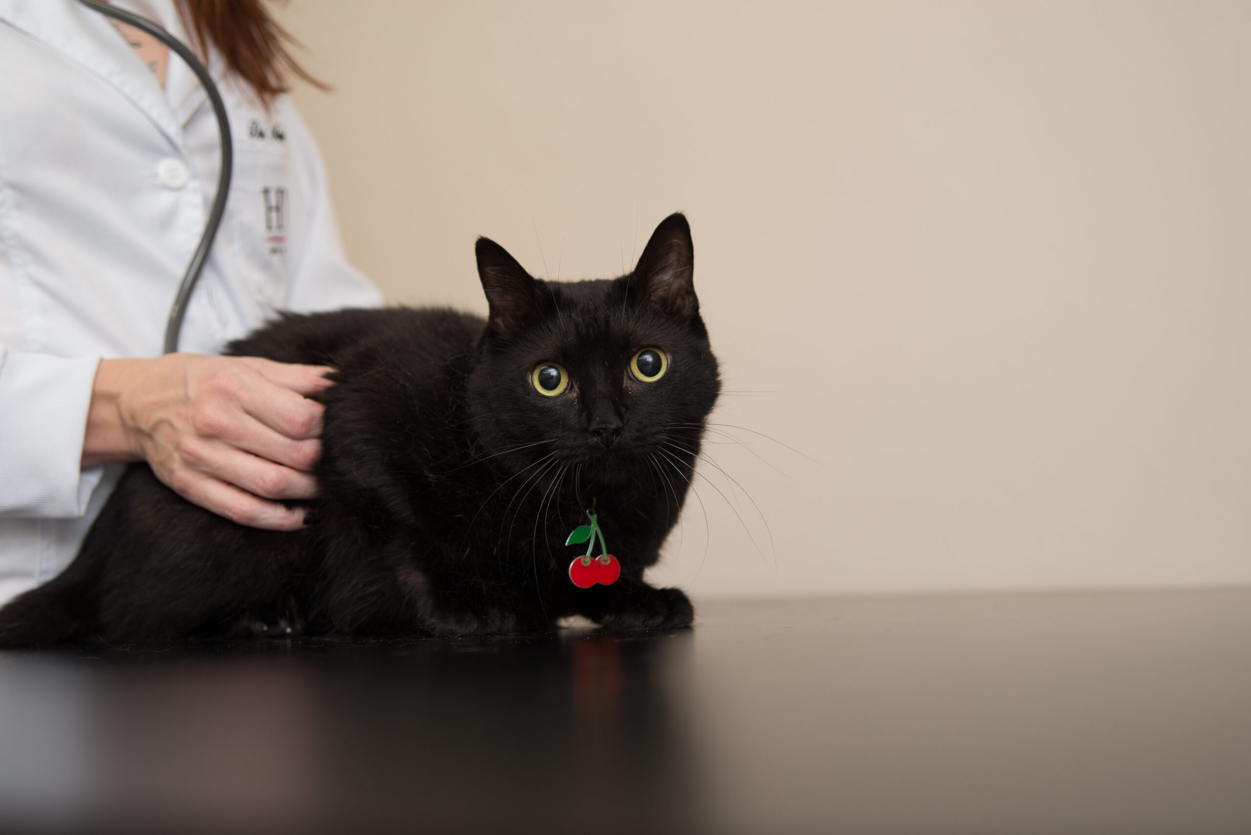 hábitos alimentares dos gatos