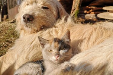 close up shot of a dog and a cat sitting together