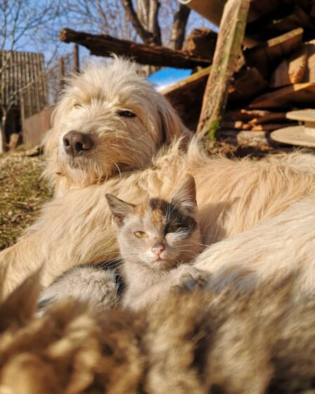 close up shot of a dog and a cat sitting together