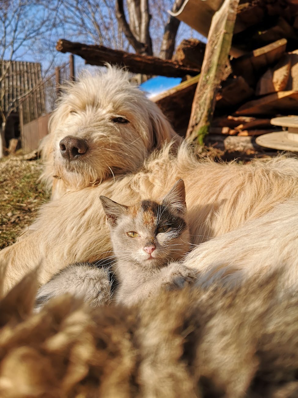 close up shot of a dog and a cat sitting together