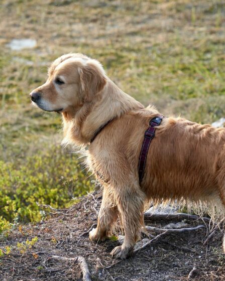 a wet young female golden retriever is on a baking trip in the norwegian woods during a hot summer day