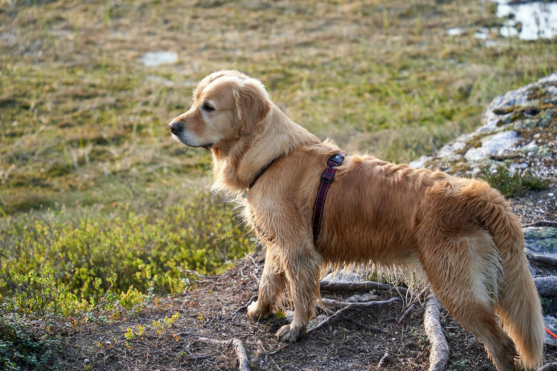 a wet young female golden retriever is on a baking trip in the norwegian woods during a hot summer day