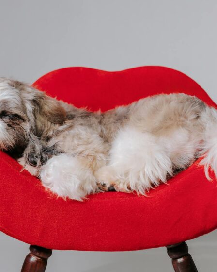 a small dog is sleeping on a red chair