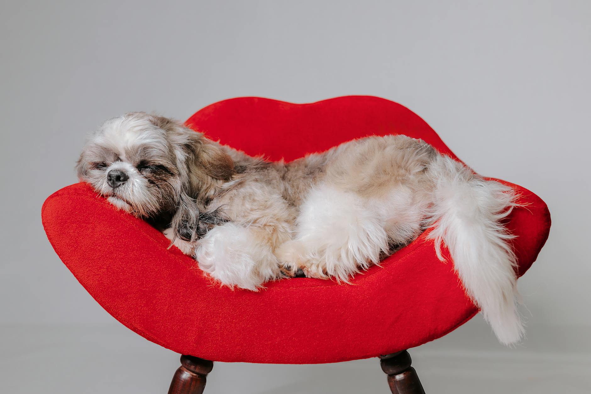 a small dog is sleeping on a red chair