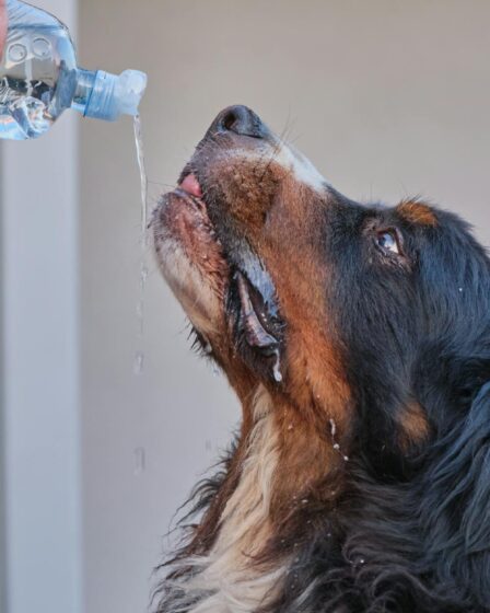 a dog drinking from a bottle of water