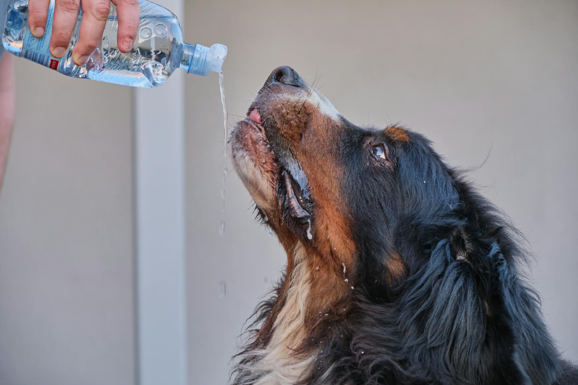 a dog drinking from a bottle of water