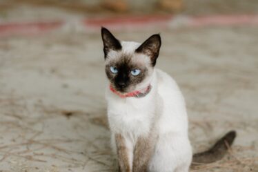 siamese cat with blue eyes outdoors
