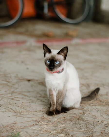 siamese cat with blue eyes outdoors