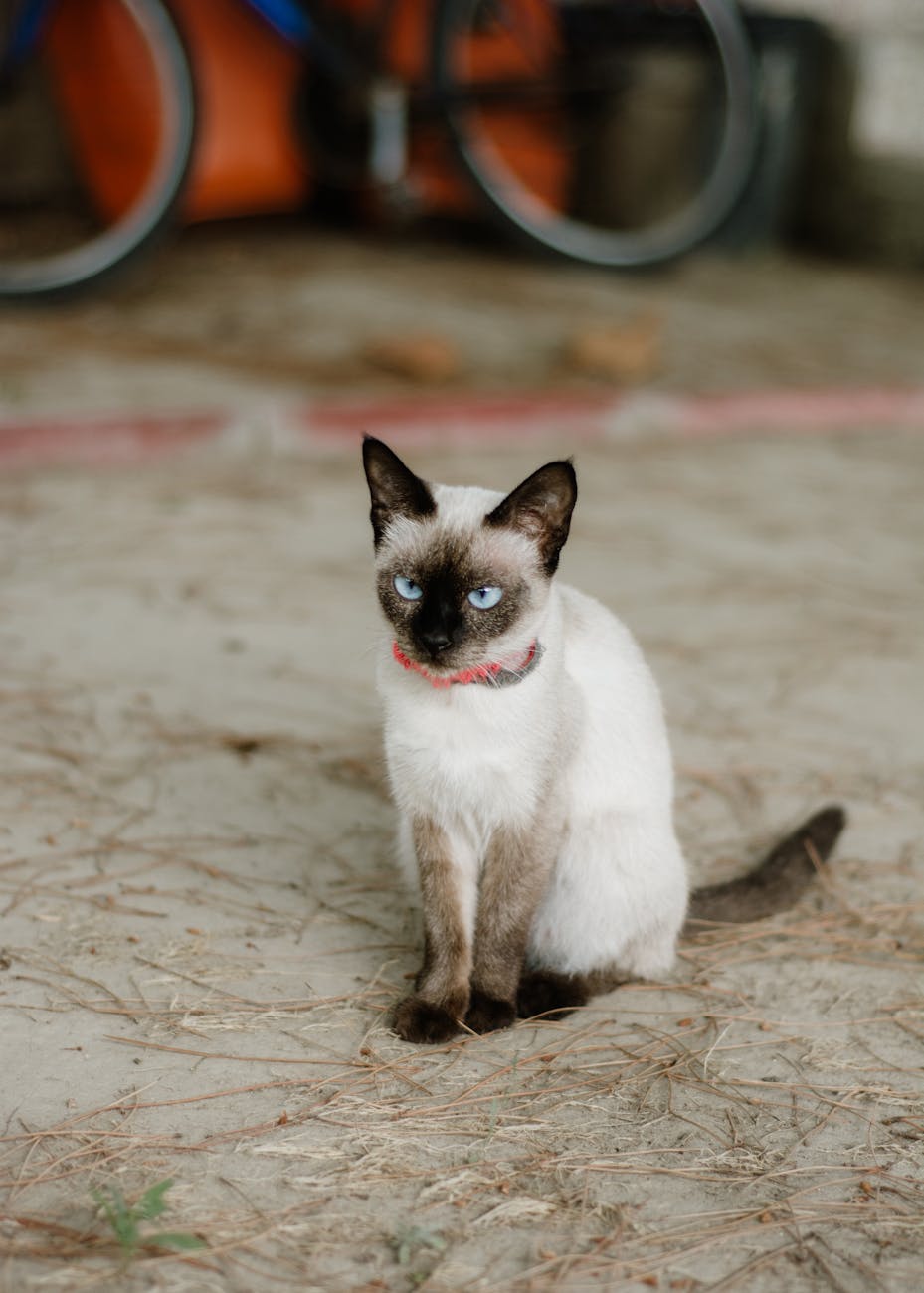siamese cat with blue eyes outdoors