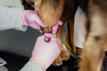 person holding brown and black long coated small dog