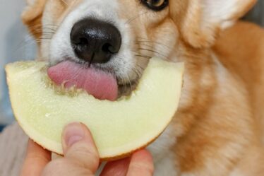 brown and white corgi eating melon