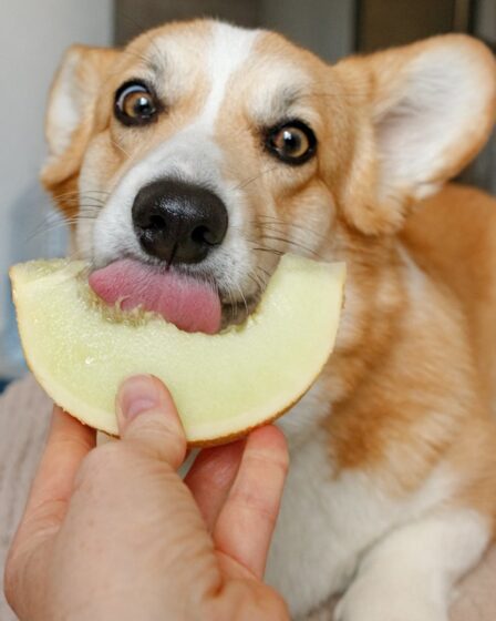 brown and white corgi eating melon