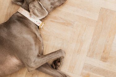 dog sleeping on floor