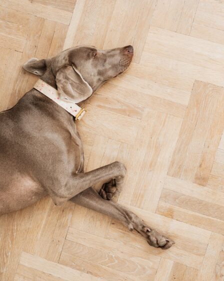 dog sleeping on floor