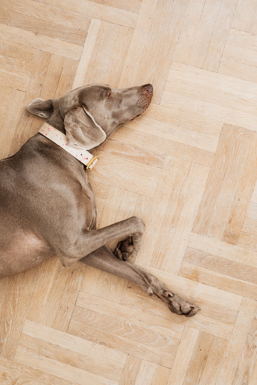 dog sleeping on floor