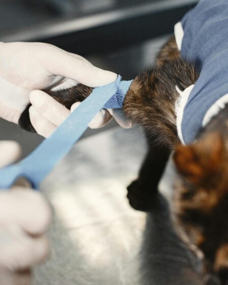 vet dressing cat in bandage