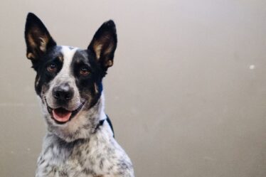 lagunitas