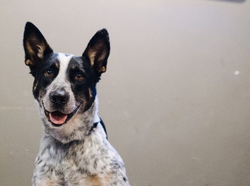 lagunitas