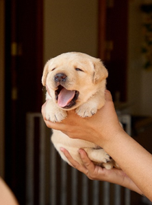 cão-guia
