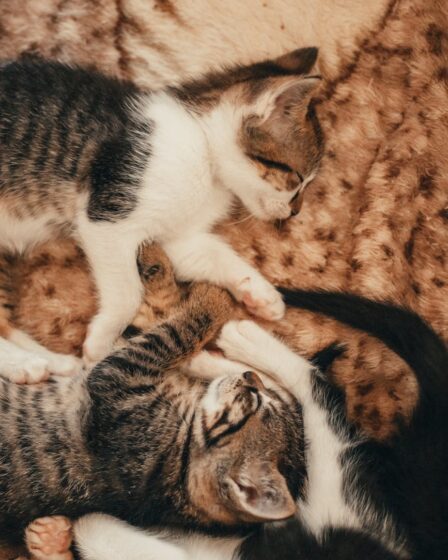 kittens lying on a rug
