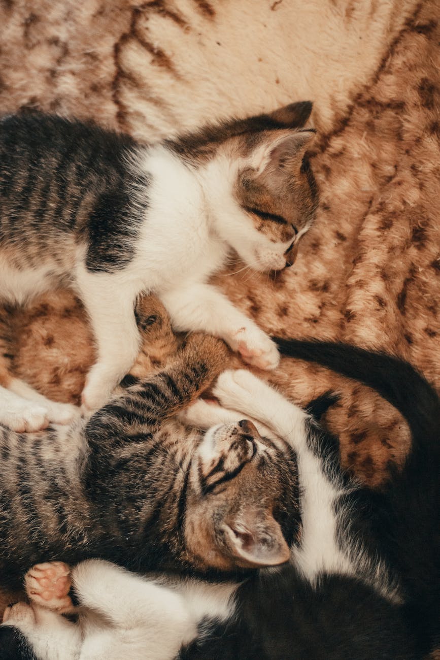 kittens lying on a rug