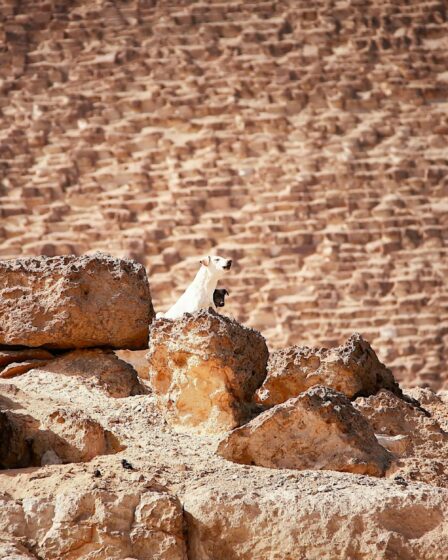 dogs barking on brown rocks