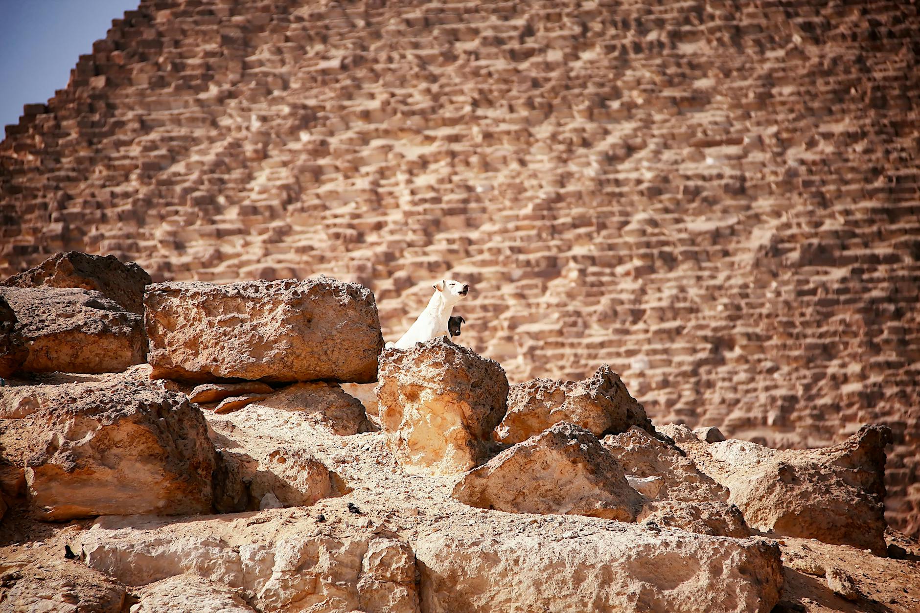 dogs barking on brown rocks