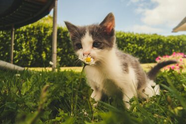 white and grey kitten smelling white daisy flower