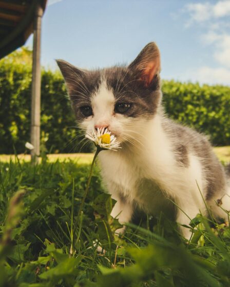 white and grey kitten smelling white daisy flower